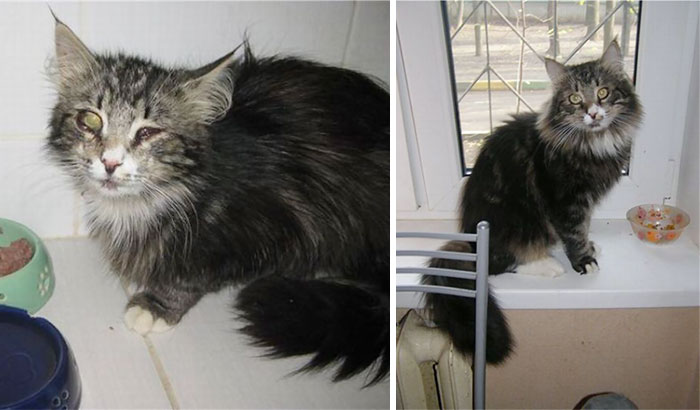 Rescued Kitty Before And After