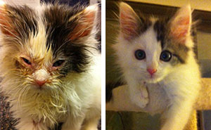 15+ Powerful Before & After Pics Show How Rescue Can Change A Cat