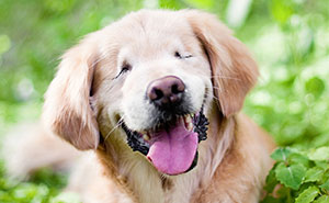 Born Without Eyes, Smiley The Golden Retriever Becomes Therapy Dog For Mentally Ill And Disabled
