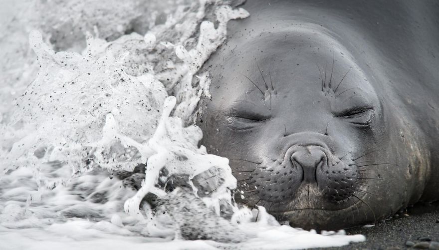 A Wave Strikes An Elephant Seal Pup, South Georgia Island