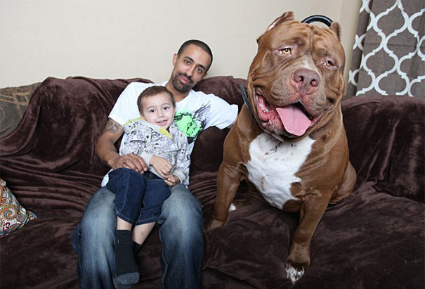Hulk At 173 Lbs Might Be The World’s Biggest Pitbull And He’s Still