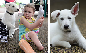 3-Year-Old Girl Without Feet Receives A Puppy Without A Paw