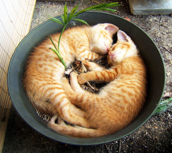 Sleeping In A Pot