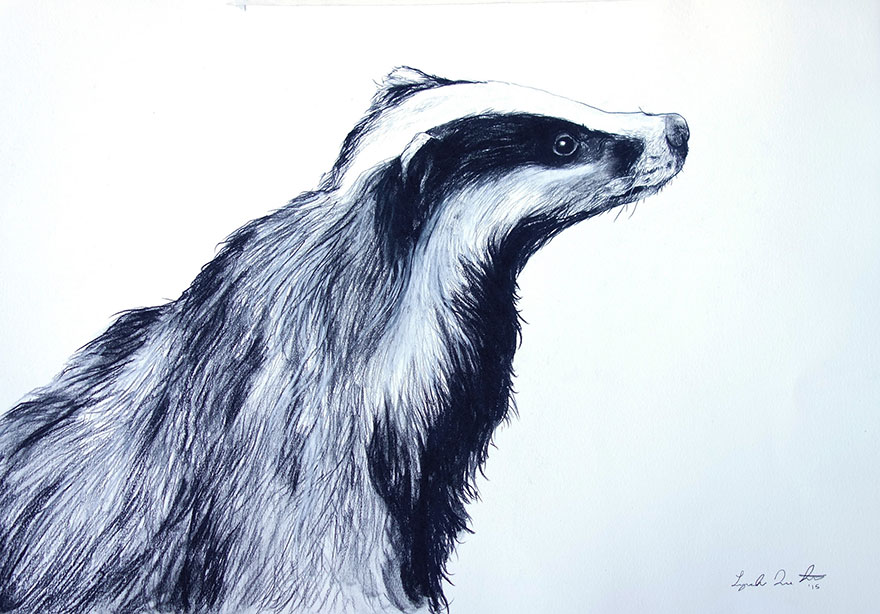 animal-watercolor-pencil-paintings-janie-stapleton-1