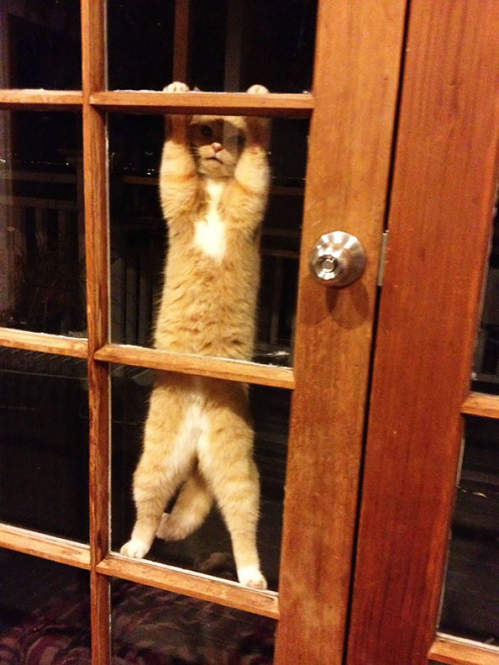 Haha Funny, Now Open The Door