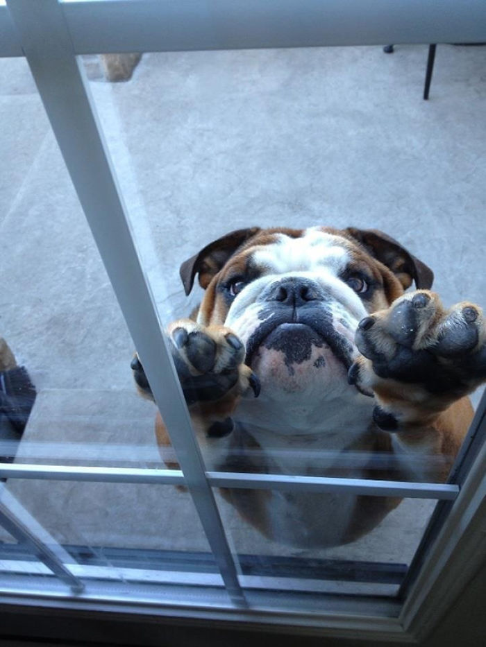 He Was So Upset He Had To Stay Outside While Everybody Ate
