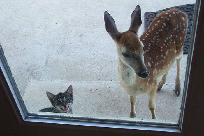 There Is This Big Thing Out Here. It's Weird. Let Me In!