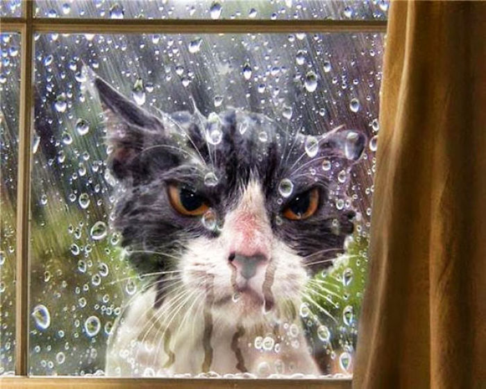 Let. Me. In!