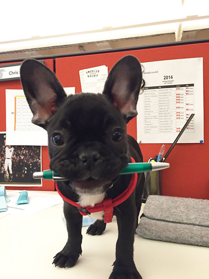 Take Your Dog To Work Day