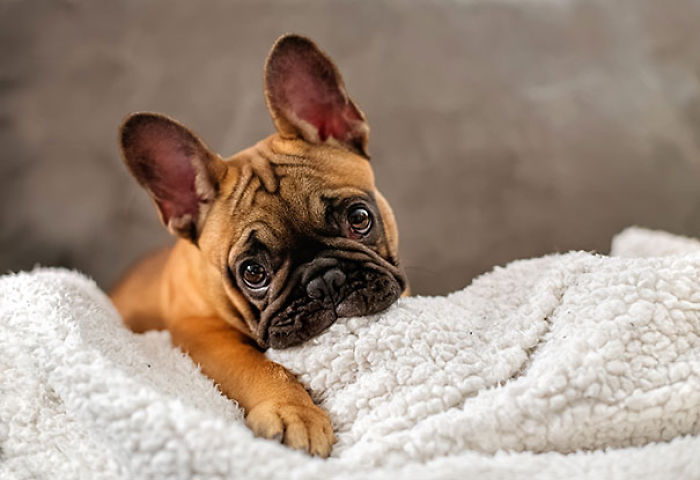 Bulldog Puppy