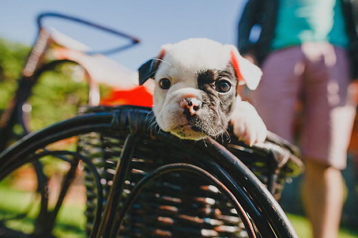 Bulldog Puppy