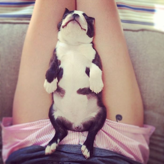 Bulldog Puppy