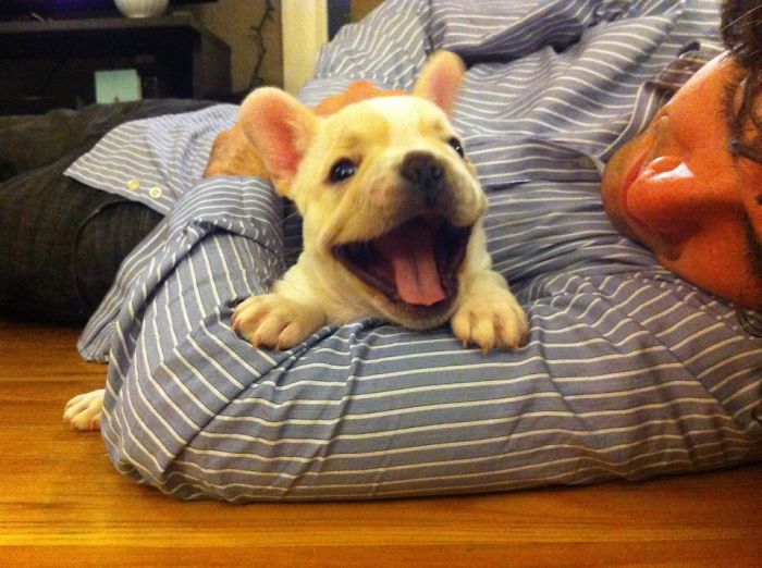 Bulldog Puppy