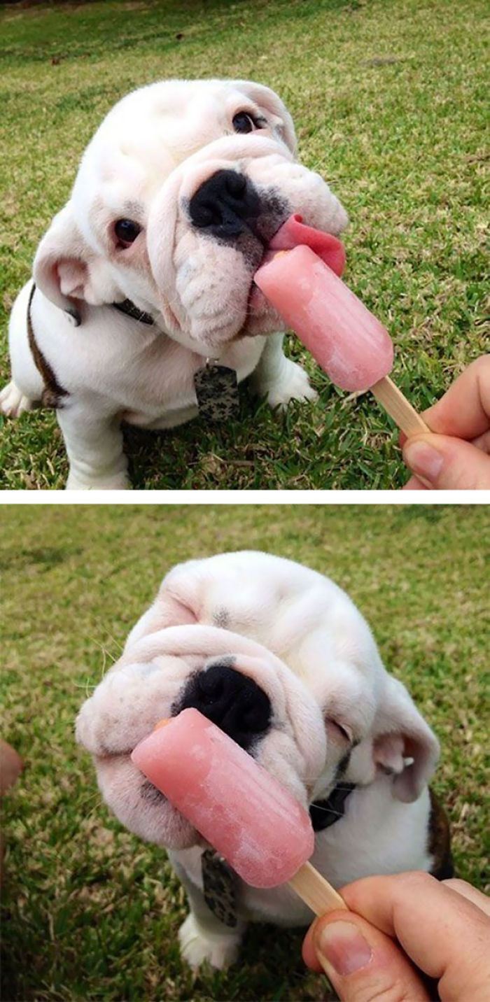 Bulldog Puppy