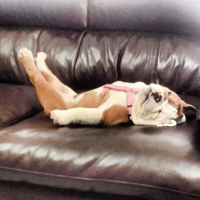 Bulldog Puppy