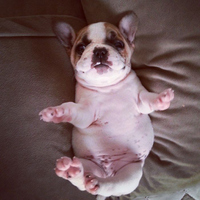 Bulldog Puppy