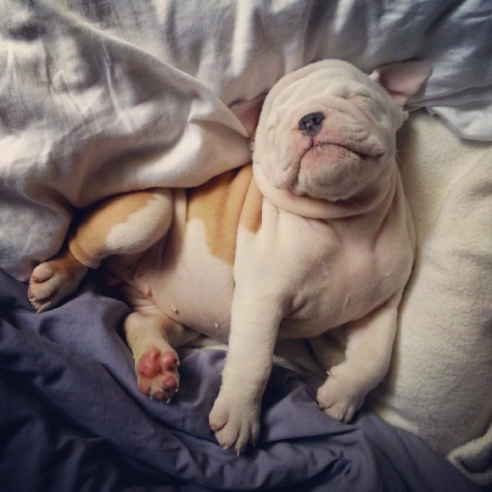 Bulldog Puppy