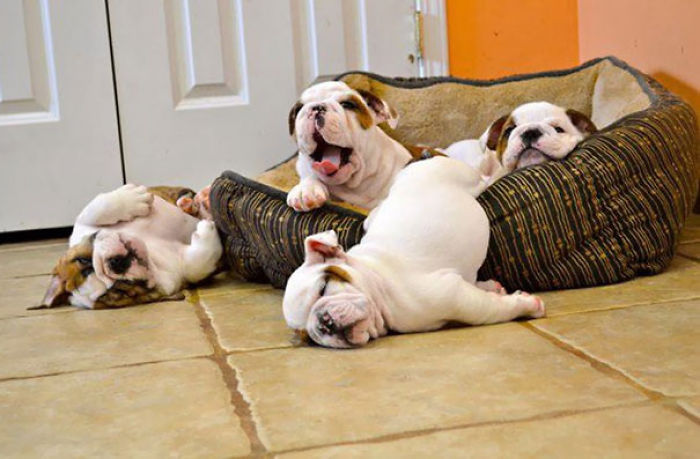 Bulldog Puppies