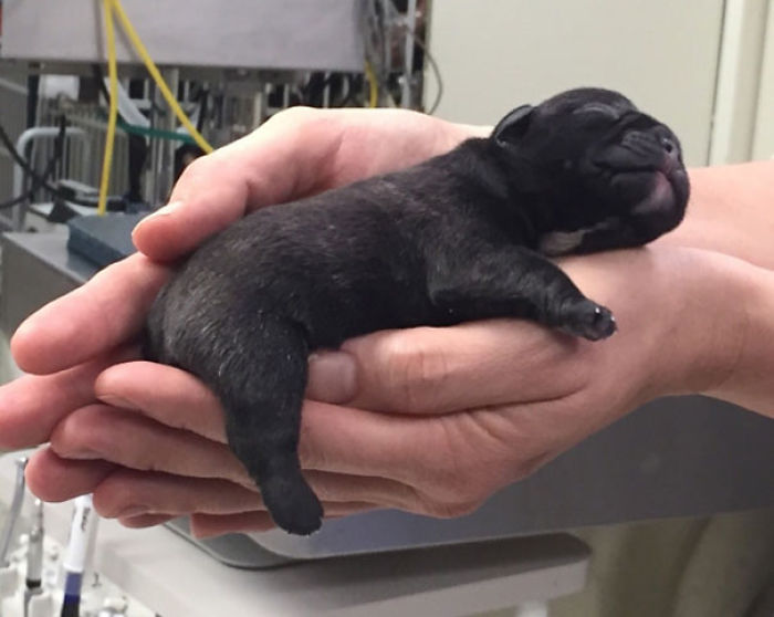Bulldog Puppy