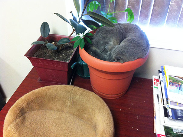 Meet cat Our Shops Mouser He Prefers The Flower Pot Over The Nice Warm Bed
