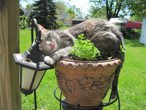 My Cat Is On The Pot