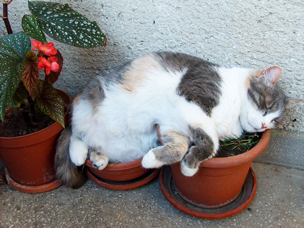 Kitty Sleeping On 2 Flowerpots