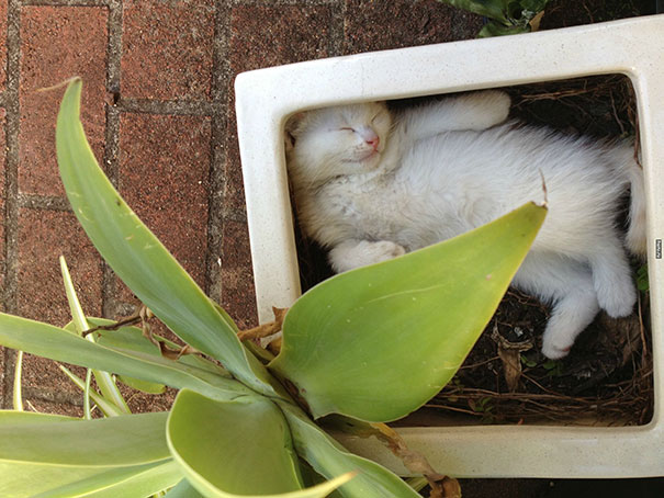 Couldnt Find My Kitten Anywhere Then I Walked Passed The Pot Plant And Saw This