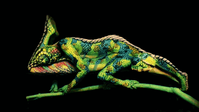 chameleon-body-painting-optical-illusion-johannes-stotter-3
