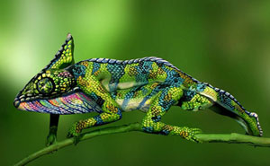 This Chameleon Is Actually Two Painted Women