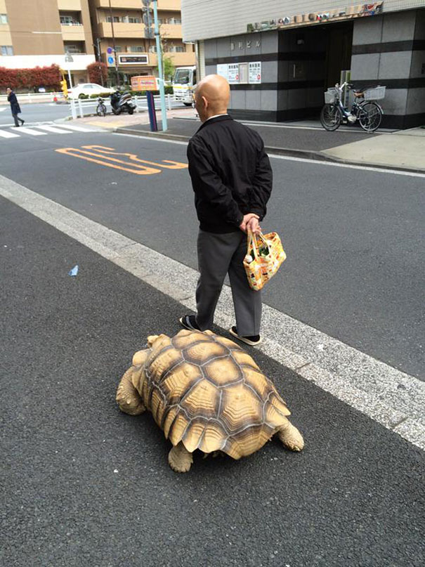 elderly-man-walking-pet-african-spurred-tortoise-sulcata-tokyo-japan-4