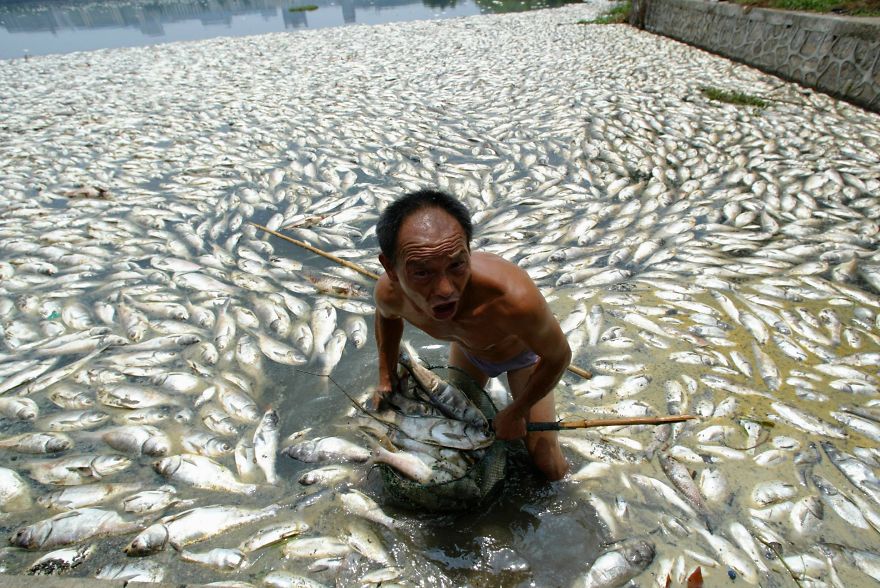 Worker Cleans Away Dead Fish At A Lake In Wuhan, Central China's Hubei Province