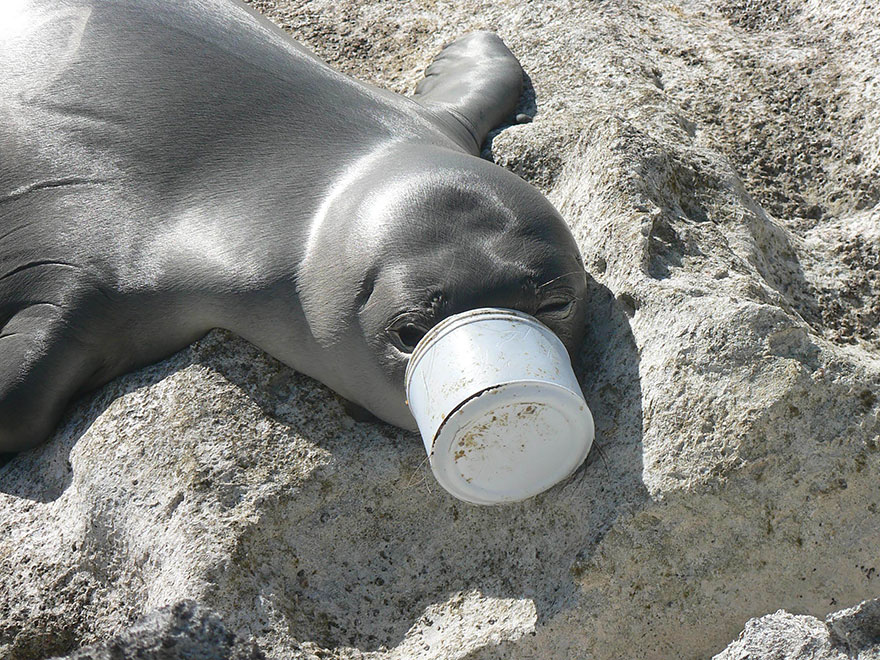 Seal's Nose Trapped In Plastic Waste