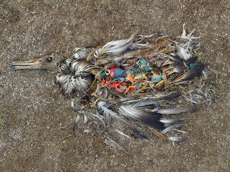 Albatross Killed By Excessive Plastic Ingestion In Midway Islands (North Pacific)