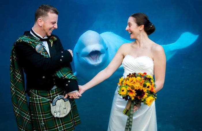 Funny Animal Photobombs