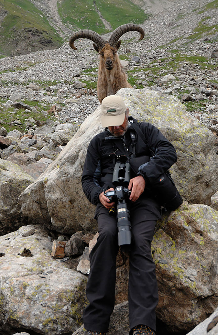 Funny Animal Photobombs