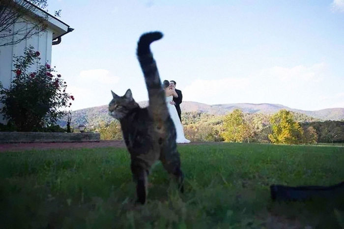 Funny Animal Photobombs