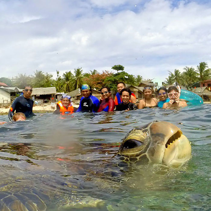 Funny Animal Photobombs