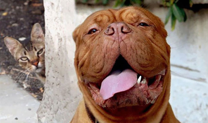 Funny Animal Photobombs