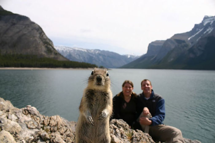 Funny Animal Photobombs