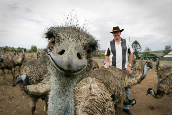 Funny Animal Photobombs