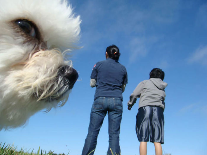 Funny Animal Photobombs
