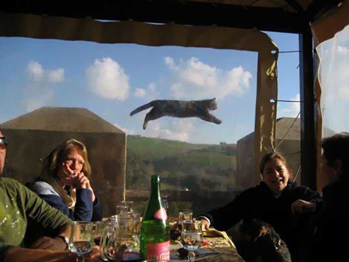 Funny Animal Photobombs
