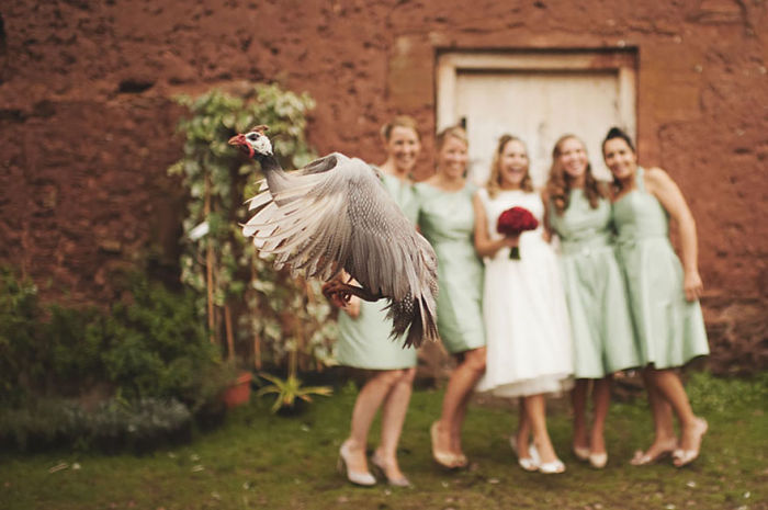 Funny Animal Photobombs