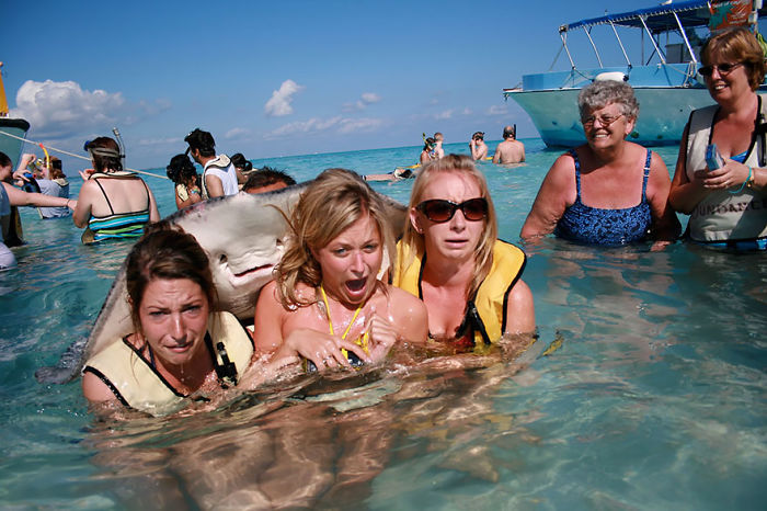 Funny Animal Photobombs