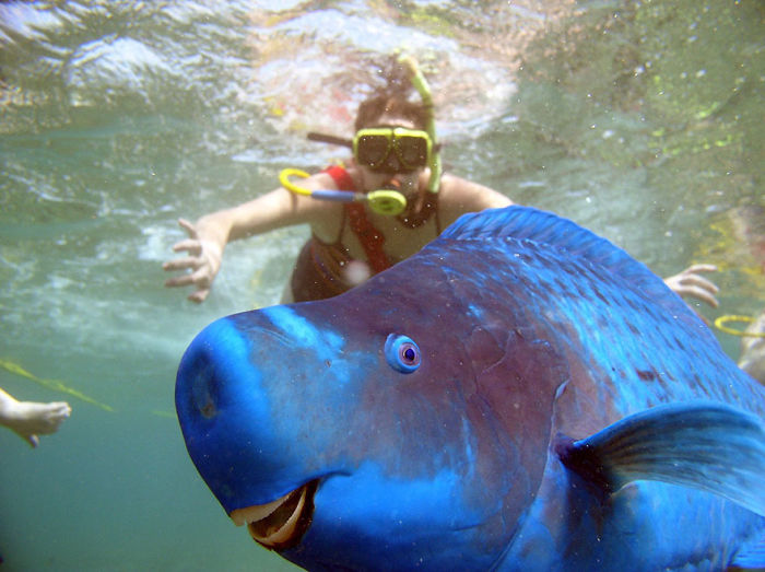 Funny Animal Photobombs