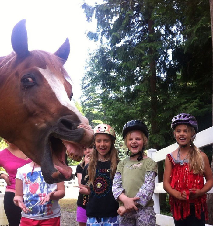 Funny Animal Photobombs