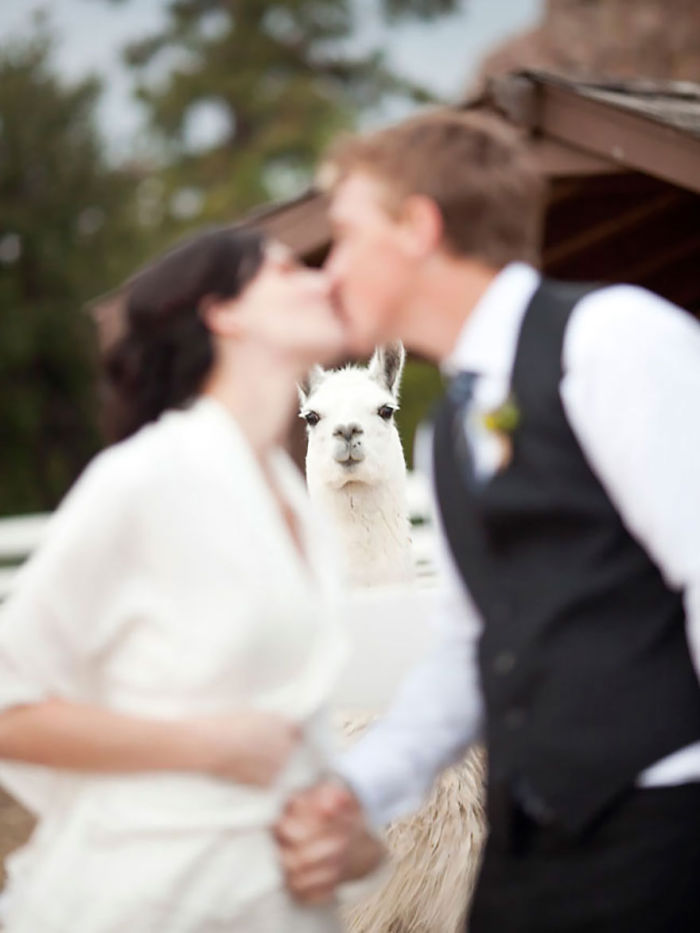 Funny Animal Photobombs