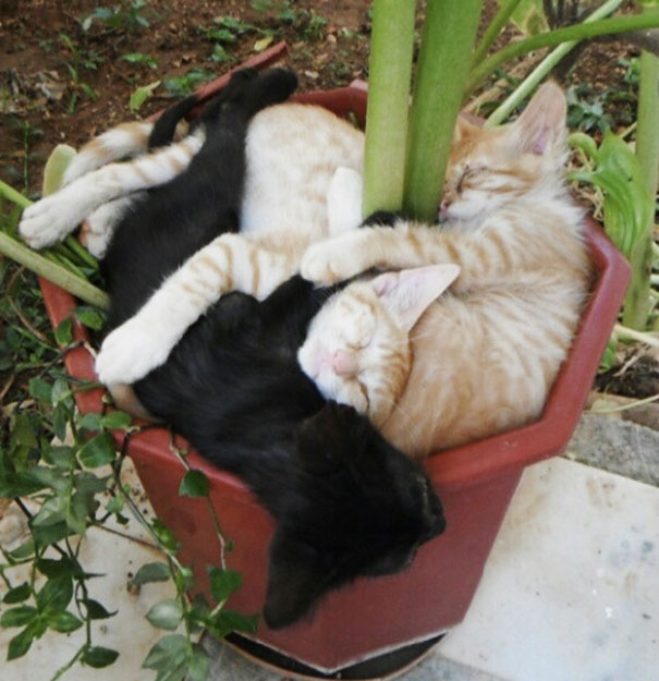 The Right Way To Plant Your Cats
