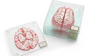 Stackable Brain Specimen Coasters That Form A 3D Brain On Your Table