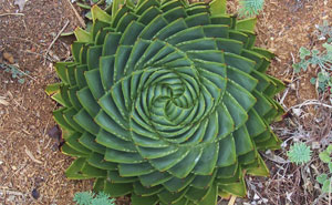 20+ Photos Of Geometrical Plants For Symmetry Lovers